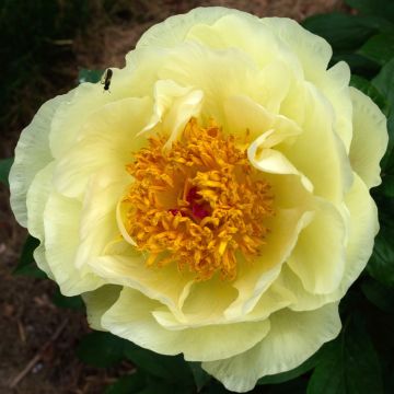 Pivoine lactiflora Félix Crousse