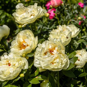 Pivoine lactiflora Félix Crousse