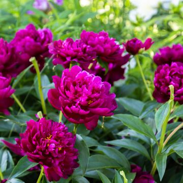Pivoine Peter Brand