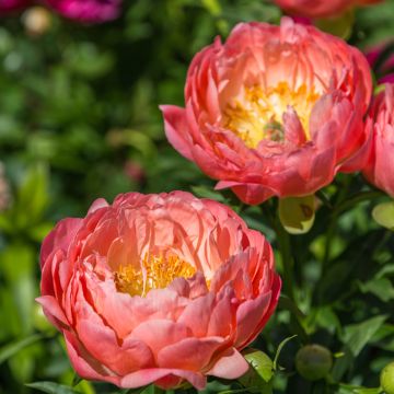 Pivoine lactiflora Pink Hawaiian Coral