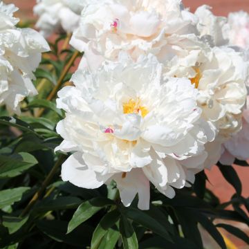 Pivoine lactiflora Reine Hortense
