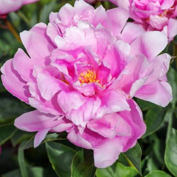 Pivoine lactiflora Sea Shell