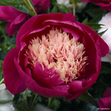 Pivoine lactiflora White Cap