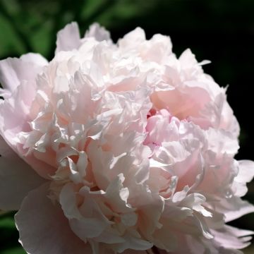 Pivoine lactiflora Félix Crousse