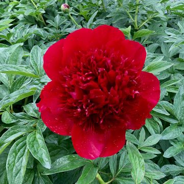 Pivoine lactiflora Red Charm