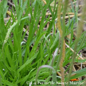 Plantain Corne de Cerf NT - Ferme de Sainte Marthe