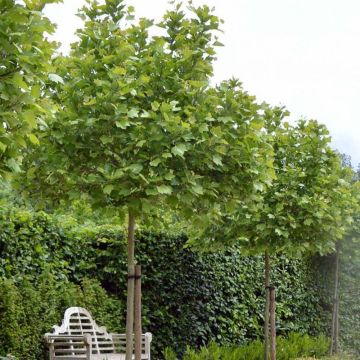 Platanus acerifolia Alphen's Globe - Platane boule