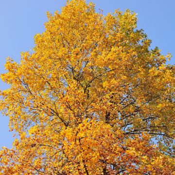 Platane oriental Minaret - Platanus orientalis Minaret