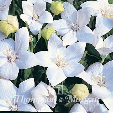 Graines de Platycodon à grandes fleurs Fuji White - Platycodon grandiflorus 