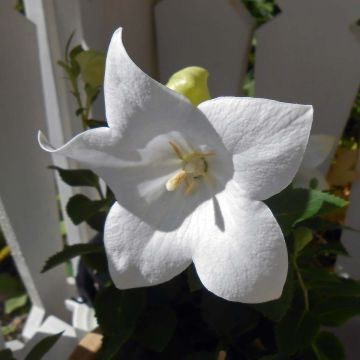 Platycodon grandiflorus Astra White