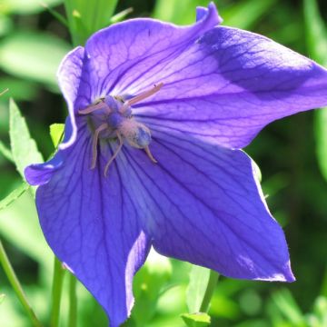 Platycodon grandiflorus Mariesii