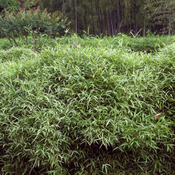 Pleioblastus chino Elegantissimus - Petit bambou panaché