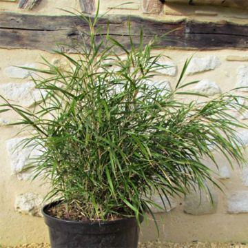 Pleioblastus linearis - Bambou moyen 2/3L