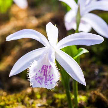 Calanthe sieboldii - Orchidée de jardin jaune