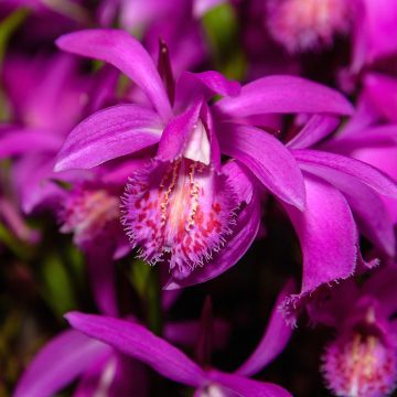 Calanthe sieboldii - Orchidée de jardin jaune