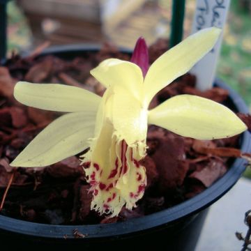 Pleione forrestii