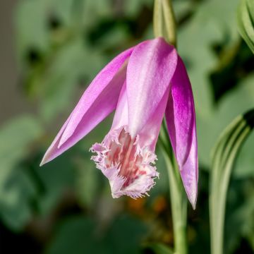 Calanthe sieboldii - Orchidée de jardin jaune