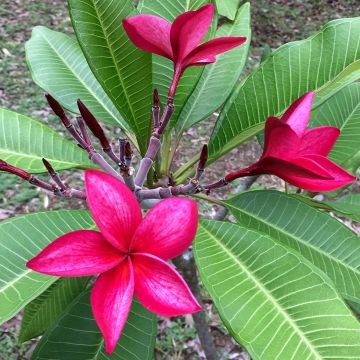 Plumeria rubra - Frangipanier rouge ou commun