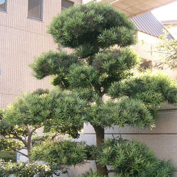 Pin des bouddhistes - Podocarpus macrophyllus