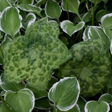 Podophyllum Spotty Dotty - Dysosma