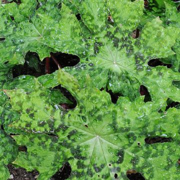 Podophyllum delavayi - Dysosma delavayi, la mayapple chinoise