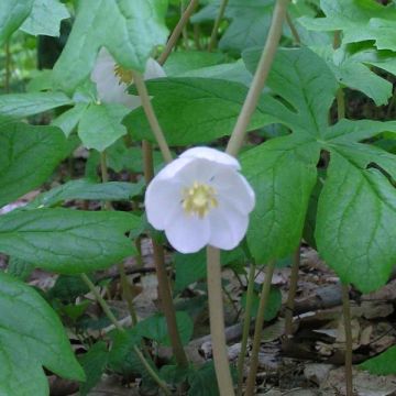 Podophyllum peltatum