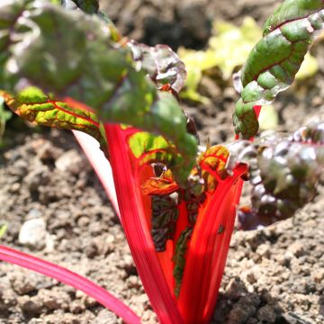 Poirée Rhubarb Chard à carde rouge Bio - Ferme de Sainte Marthe