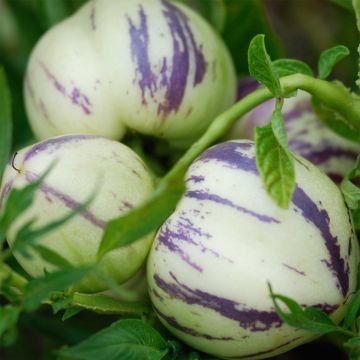 Poire-Melon Pepino NT - Ferme de Sainte Marthe