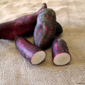 Poire de terre Morado - Smallanthus sonchifolius