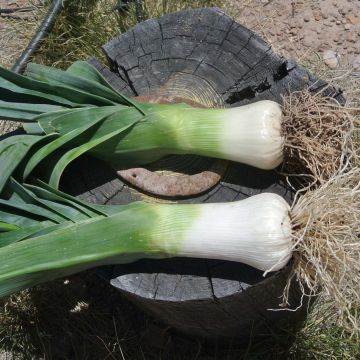 Poireau Monstrueux de Carentan Bio - Allium porrum