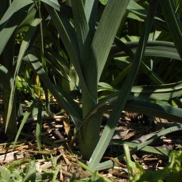 Poireau d'hiver de Saint-Victor - Allium porrum   