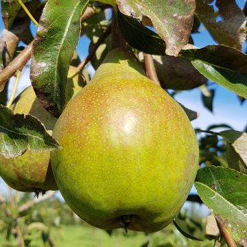 Poirier Charneux - Legipont - Pyrus communis - Buisson en racines nues