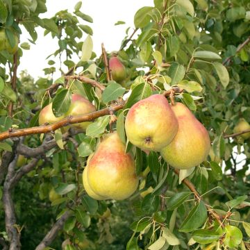 Poire Abate : origine, culture, entretien, consommation - PagesJaunes