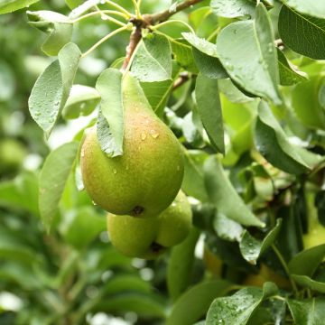 Poirier Curé ou Poire du Curé Bio