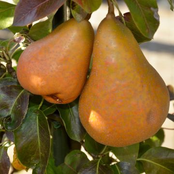 Un fruit à découvrir : la cerise de Cayenne – Microcitrus, pépinière en  Dordogne