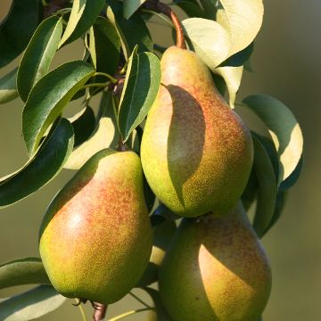 Poirier Epine du Mas - Duc de Bordeaux - Pyrus communis