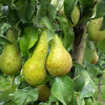 Poire Abate : origine, culture, entretien, consommation - PagesJaunes