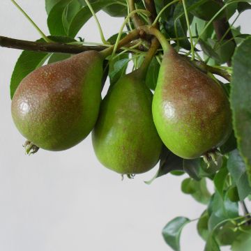 Poire Abate : origine, culture, entretien, consommation - PagesJaunes