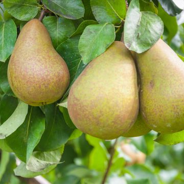 Poirier Triomphe de Vienne - Pyrus communis Buisson en racines nues