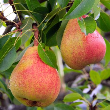 Poirier colonnaire Moscou - Pyrus communis