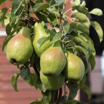 Poirier nain Condo - Pyrus communis