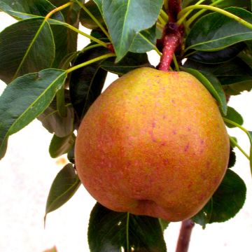 Poire Abate : origine, culture, entretien, consommation - PagesJaunes