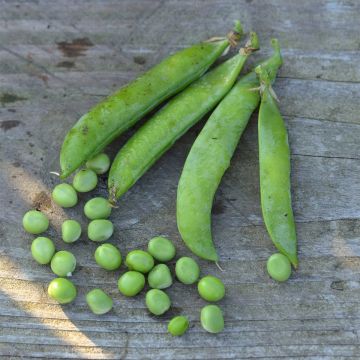 Pois nain Petit Provençal NT - Ferme de Sainte Marthe