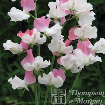 Graines de Pois de Senteur Promise - Lathyrus odoratus grandiflora