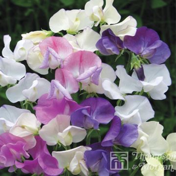 Graines de Pois de senteur Scent Infusion - Lathyrus odoratus 