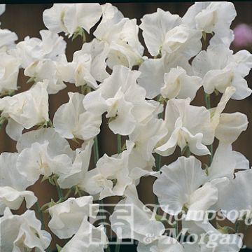 Graines de Pois de senteur White Suprême - Lathyrus odoratus 