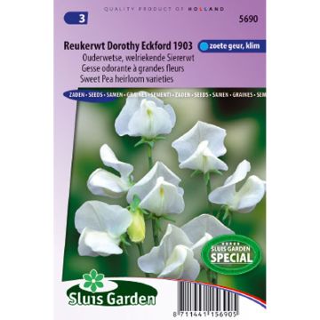 Pois de senteur Dorothy Eckford - Lathyrus odoratus grandiflora