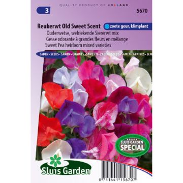 Graines de Pois de senteur Old Sweet Scent - Lathyrus odoratus 