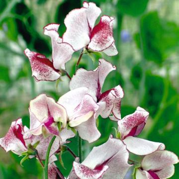 Graines de Pois de senteur Wiltshire Ripple - Lathyrus odoratus 