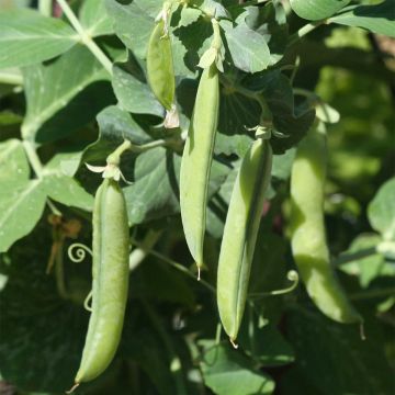 Pois nain Douce Provence Bio - Ferme de Sainte Marthe